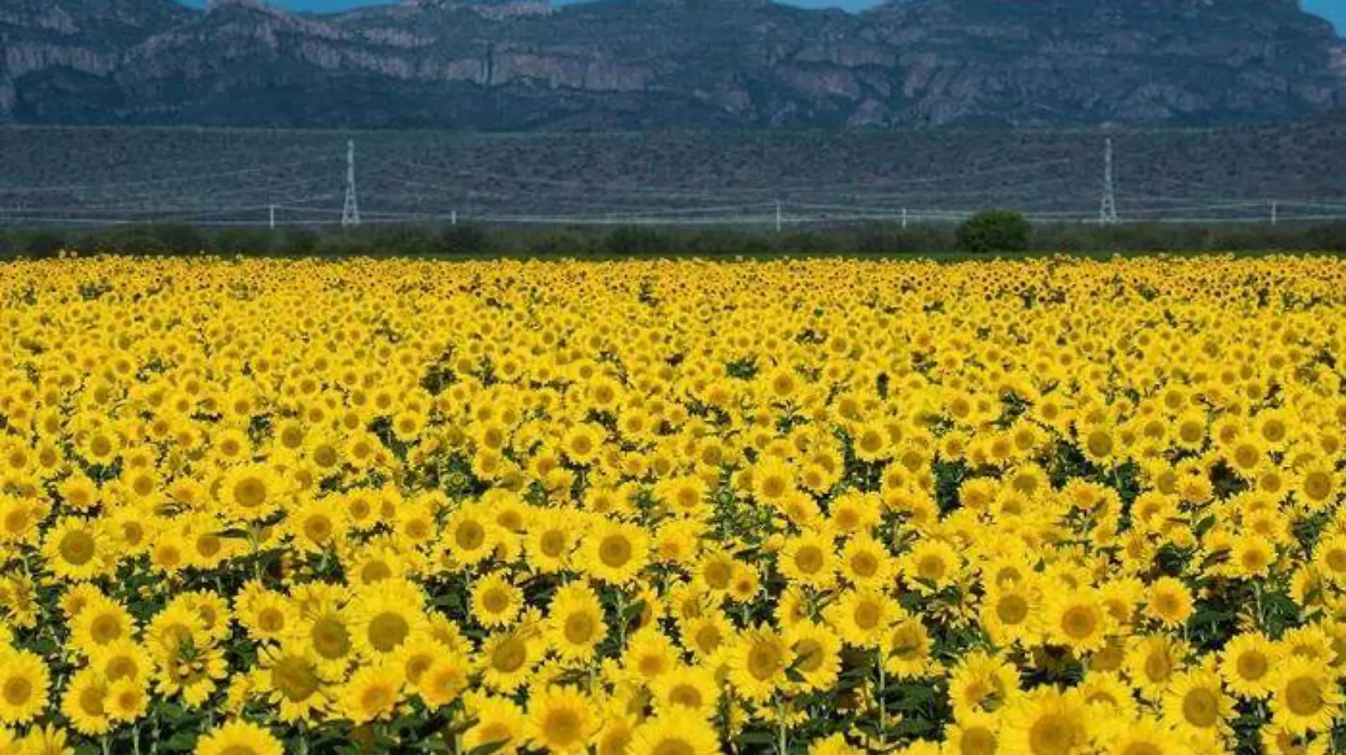 Campo de girasoles Rada SC 2